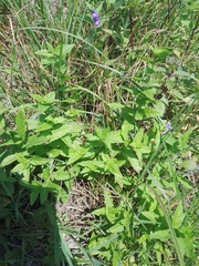 Scutellaria galericulata