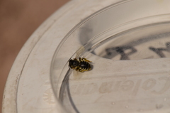 Megachile