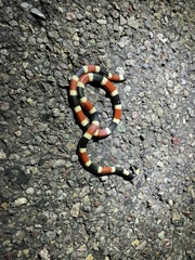 Micruroides euryxanthus