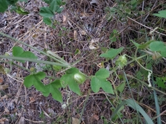Passiflora foetida