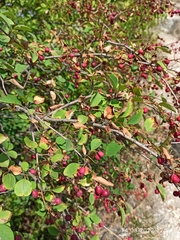 Cotoneaster meyeri