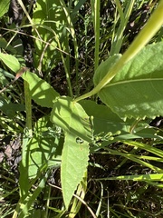 Parthenium integrifolium