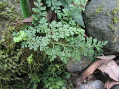Asplenium dareoides