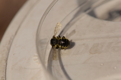 Megachile