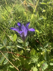 Gentiana newberryi