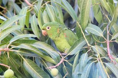 Psittacara leucophthalmus