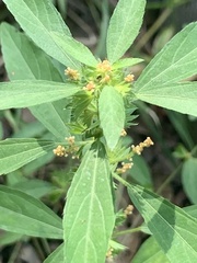 Acalypha