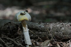 Amanita