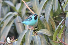 Dacnis cayana
