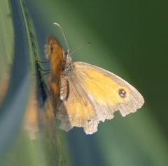 Pyronia tithonus