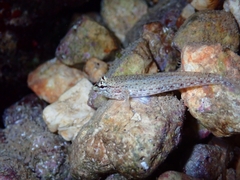 Gobius incognitus