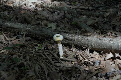 Amanita
