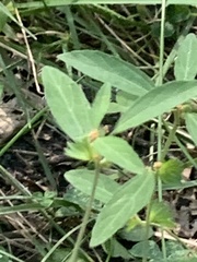 Acalypha