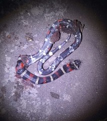 Lampropeltis polyzona