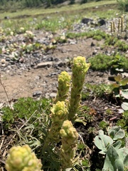Castilleja arachnoidea