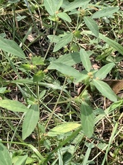 Acalypha