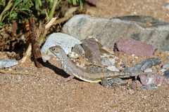 Callisaurus draconoides