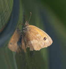 Pyronia tithonus
