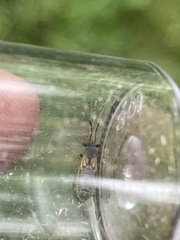 Ischnodemus sabuleti