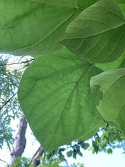 Catalpa bignonioides