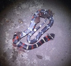 Lampropeltis polyzona