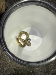 Crotalus molossus molossus