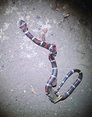 Lampropeltis polyzona