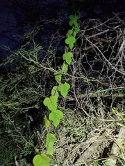 Passiflora foetida