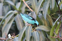 Dacnis cayana