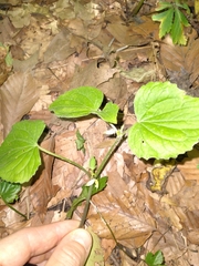 Viola