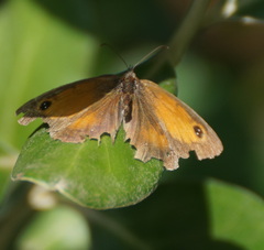 Pyronia tithonus