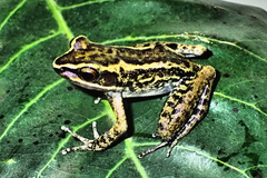 Pulchrana mangyanum