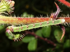 Mesoleuca albicillata