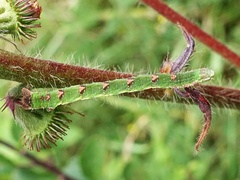 Mesoleuca albicillata
