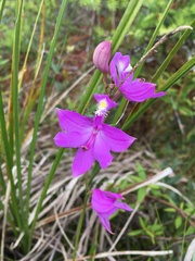 Calopogon tuberosus