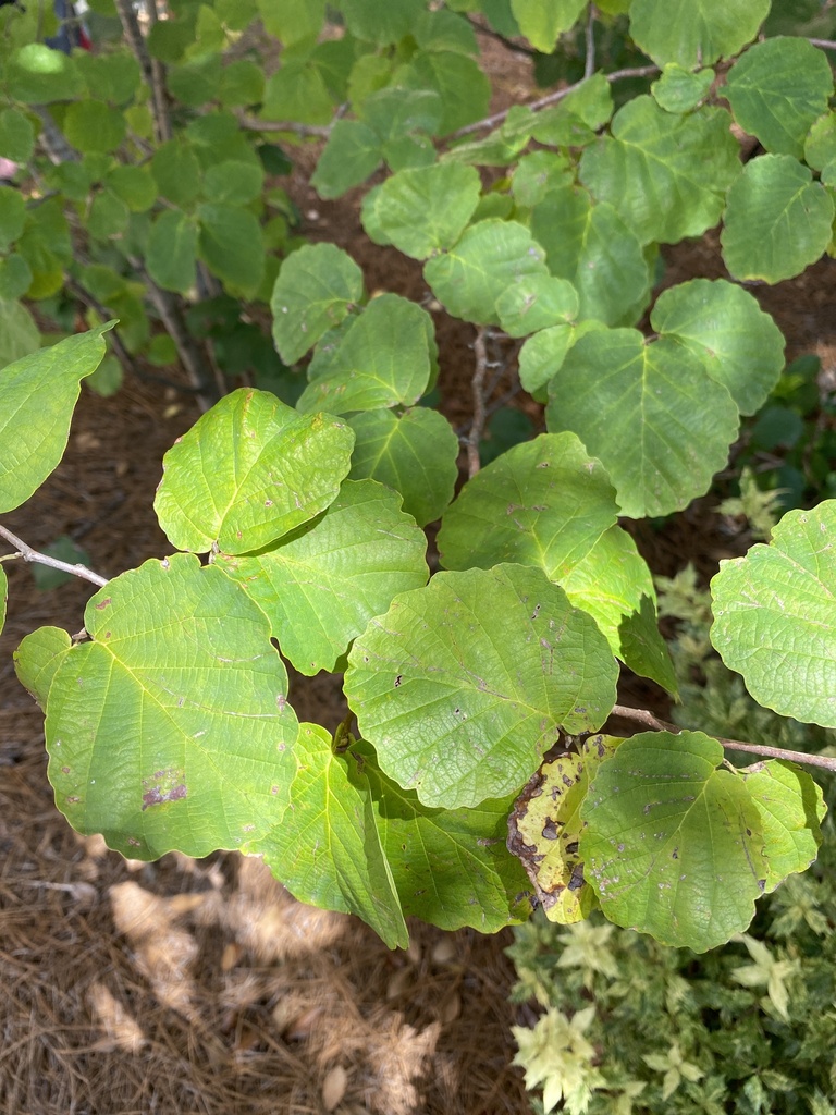 Witch hazels from mississippi state university starkville ms us on