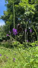 Papilionoidea
