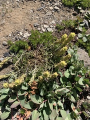 Castilleja arachnoidea