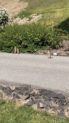 Urocitellus columbianus