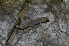 Pachydactylus monicae