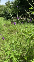 Papilionoidea