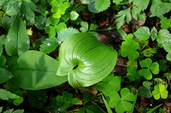 Maianthemum bifolium
