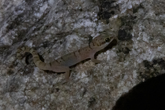 Pachydactylus monicae
