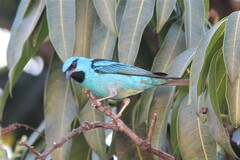Dacnis cayana