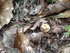 Lycoperdon