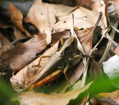 Gomphocerippus rufus