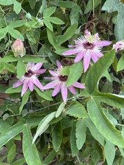 Passiflora × violacea