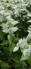 Pycnanthemum muticum