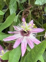 Passiflora × violacea