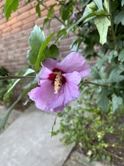 Hibiscus syriacus